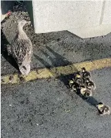  ??  ?? Oak Bay Fire’s Duane Adsett reaches for elusive ducklings trapped in drain. He scoops them out, using a wicker basket. The ducklings are reunited with their mom.