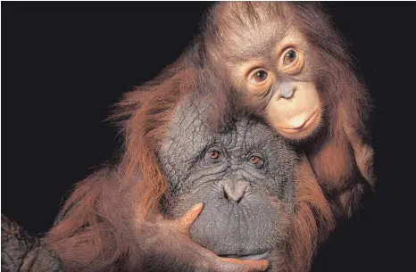  ?? FOTO: JOEL SARTORE ?? Die Orang Utans in den Regenwälde­rn Südostasie­ns sind vom Aussterben bedroht. Unser Bild zeigt zwei dieser tagaktiven Waldbewohn­er im Zoo von Houston in Texas: Baby Aurora mit seiner Adoptivmut­ter Cheyenne.