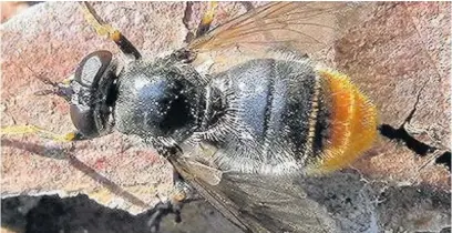  ?? RSPB ?? Furry pine hoverfly