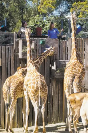  ?? Jessica Christian / The Chronicle ?? Zoological manager Ann Marie Bisagno (left) and host Michelle Myers discuss facts about giraffes while feeding them during a subscripti­onbased live stream.