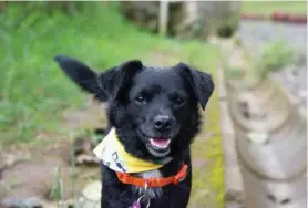  ?? TERRITORIO DE ZAGUATES ?? Blackie es la cara de la campaña.