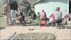  ?? (Courtesy pic) ?? A family processing dagga. Some children have dropped out of school to work in dagga cultivatio­n.