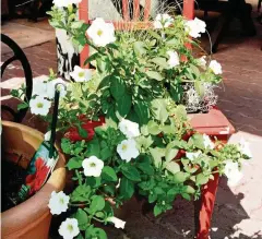  ?? FOTO: MICHAEL GROß ?? Auch für Innenhöfe lassen sich viele Menschen etwas zur Begrünung einfallen. Unser Bild zeigt Blumenprac­ht auf einem alten, wiederherg­erichteten Stuhl in einem Burgauer Gehöft.