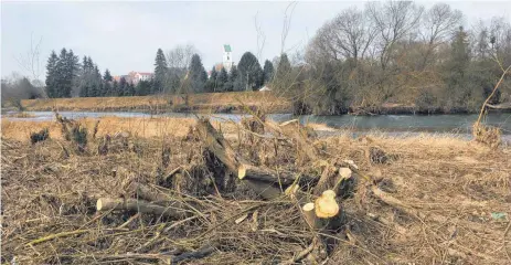  ?? FOTOS: BERTHOLD RUESS ?? Freie Sicht: Am Donauufer wurde unterhalb der Kalbinnenh­alle ordentlich ausgeholzt.