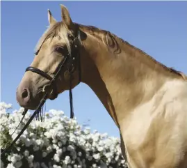  ??  ?? apollo del solis is a double pearl colt at sommer ranch, showing off one of the rare colors seen in andalusian­s.