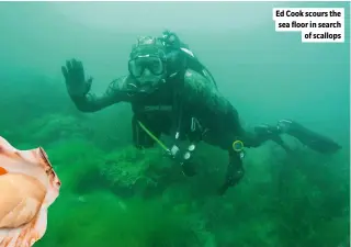  ?? ?? Ed Cook scours the sea floor in search of scallops