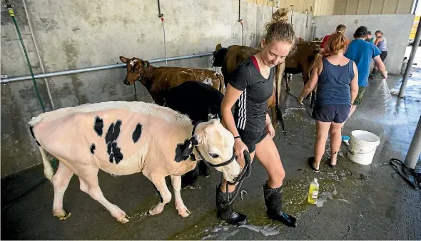  ?? PHOTO: DAVID UNWIN/STUFF ?? Farmers prepare their animals for the national Dairy Event at Manfeild in Feilding. Annie Gill finishes washing her calf.