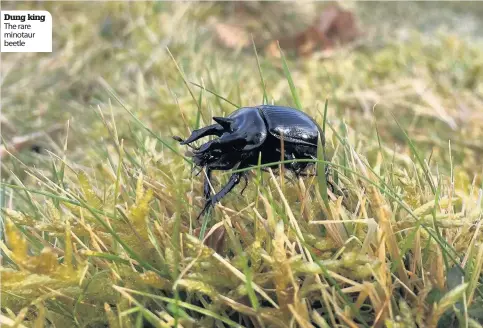  ??  ?? Dung king The rare minotaur beetle