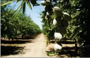  ?? ASSOCIATED PRESS ?? IN THIS JUNE 21 PHOTO, almonds hang on the branches of an almond tree in an orchard in Modesto, Calif.