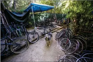  ?? ?? A dog stands in the middle of an assortment of bicycle and bicycle parts at a homeless encampment in the Santa Ana River bed in Riverside on Friday.