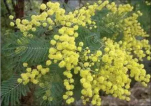  ??  ?? Acacia dealbata- mimosa tree