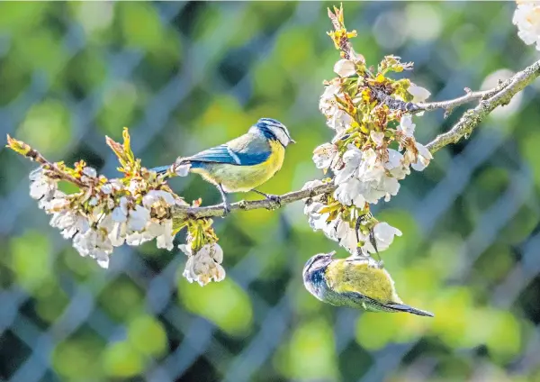  ?? ?? Blue tits living their best life on a cherry tree