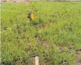  ??  ?? Rice plantation inside Nkeonyemet­alu farms