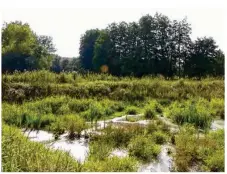  ??  ?? Les zones humides abritent la plus grande biodiversi­té en France. Leur protection est une nécessité (photo d’illustrati­on).