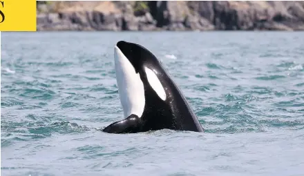  ?? MARK MALLESON / THE CENTER FOR WHALE RESEARCH VIA AP ?? Opponents of the Trans Mountain expansion say the project is a “death knell” for endangered southern resident killer whales, but tankers represent less than five per cent of the vessels expected to be processed in Vancouver by 2026.