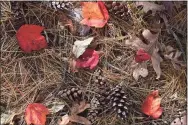  ?? Lori Van Buren / Albany Times Union ?? Colorful fallen leaves, pine needles and pine cones blanket the ground Oct. 12 at Saratoga Spa State Park in Albany, N.Y.