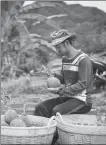  ?? MATT HUNT VIA GETTY IMAGES ?? A vendor checks the ripeness of durian fruit on the side of a rural highway in Yala, Thailand, on Aug 14.