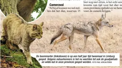  ?? FOTO PAUL VERCAUTERE­N ?? De boommarter (linksboven) is op een half jaar tijd tweemaal in Limburg gespot. Volgens natuurkenn­ers is het nu wachten tot ook de goudjakhal­s
en wilde kat in onze provincie gespot worden.