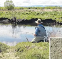  ?? PHOTOS: MIKE WEDDELL ?? Lovely day for it . . . Bruce Quirey keeps a low profile while casting to a rising. Inset: The 1.2kg perch I caught in a backwater.