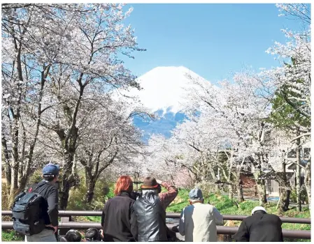  ?? — Kyodo News/AP ?? amateur photograph­ers view Mount Fuji, Japan’s highest peak, and cherry blossoms in bloom at the village of Oshino, yamanashi prefecture, in 2011.