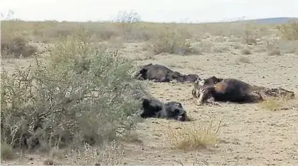  ?? ?? Sur de La Pampa. Desde 2023 hasta hoy murieron 5.392 animales y otros 100.000 fueron a faena.