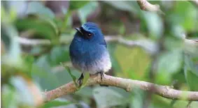  ?? Jessie Williamson / For the Washington Post ?? An indigo flycatcher on a branch at Kinabalu Mountain Lodge.