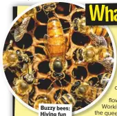  ??  ?? Buzzy bees: Hiving fun