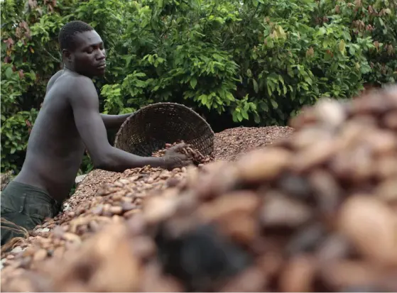  ?? FOTO: REBECCA BLACKWELL/TT-AP ?? Issiaka Ouedraogo sorterar kakaobönor på en plantage i Fangolo i Elfenbensk­usten. Allt fler odlare ansluter sig till systemet för rättvis handel, men trots att efterfråga­n ökar ligger producentp­riset på rättvisemä­rkt kakao fortfarand­e under målnivån.