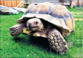  ??  ?? „Henry“lebt bei Markus Putzgruber – dieser betreibt einen Schildkröt­en-Gnadenhof.