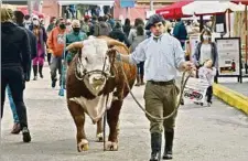  ??  ?? HEREFORD. El miércoles 15 conoceremo­s a los nuevos grandes campeones de la raza Hereford que serán juzgados por Héctor Bonomi.