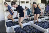  ?? HAVEN DALEY THE ASSOCIATED PRESS ?? Interns at Pax
Wines in Sebastopol stomp organic grapes with their bare feet in large vats, pulling out the juice to start the fermentati­on process on Sept. 8. More wineries and wine bars dedicated exclusivel­y to natural wine are opening in the U.S.