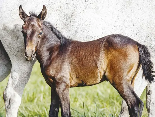  ??  ?? ABOVE: Foals are born dark, but most turn gray over time.