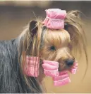  ?? ?? GOOD HAIR DAY. A Yorkshire terrier is being prepared in the toy and utility class.