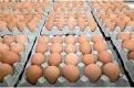  ?? PHOTO: KEVIN STENT/STUFF ?? In 10 years, all eggs sold at New World and Pak’n Save will come from either free-range or barn-raised hens.