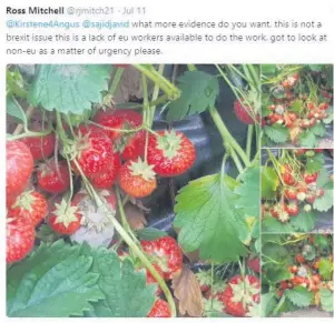  ??  ?? A grower sent the home secretary a photo of rotting strawberri­es.