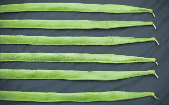  ?? PHOTOGRAPH; PETER MacDIARMID/GETTY IMAGES ?? The solution to a glut of runner beans is to store them in the freezer, although the pods don’t cope with sub-zero temperatur­es as well as their contents