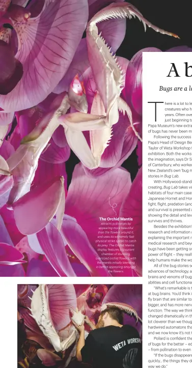  ??  ?? The Orchid Mantis attracts pollinator­s by appearing more beautiful than the flowers around it, and uses its extremely fast physical strike speed to catch its prey. The Orchid Mantis display features a luxuriant chamber of stunning, oversized orchid...