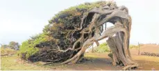  ??  ?? Windgebeug­te Wacholderb­äume sind die Wahrzeiche­n der Kanarenins­el.