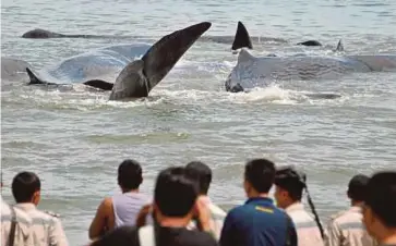  ??  ?? PENDUDUK melihat beberapa ikan paus sperma yang terkandas di air cetek di kawasan pantai di Kampung Durung, Aceh Besar, semalam.