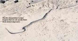  ?? ?? Hierdie skaapsteke­r is deur Eugene Norval ook op die Klein Brak-strand afgeneem.