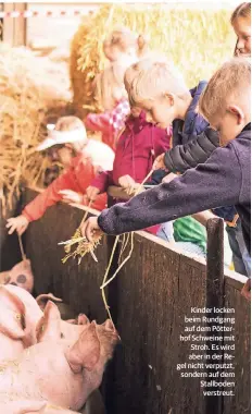  ??  ?? Kinder locken beim Rundgang auf dem Pötterhof Schweine mit Stroh. Es wird aber in der Regel nicht verputzt, sondern auf dem Stallboden verstreut.