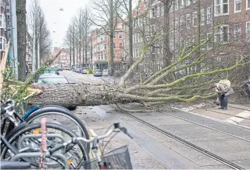 ?? AP ?? A man picks up his gloves after his scooter was hit by a tree uprooted by heavy winds in Amsterdam on Thursday.