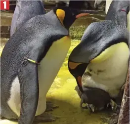  ??  ?? Fatherly instincts: The two gay penguins with the chick