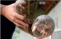  ?? REUTERS ?? The pangolin has become the world’s most trafficked mammal, with two species listed as critically endangered.