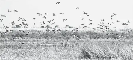  ?? Shannon Tompkins / Staff ?? Statewide abundance of wetland habitat, much created or enhanced by recent widespread rains, promises to benefit arriving migratory waterfowl but could make for tougher hunting when the duck and goose seasons open Nov. 3 in most of Texas.