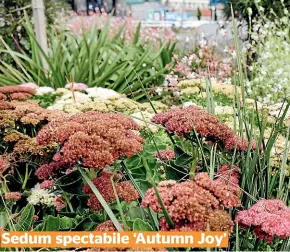  ??  ?? Sedum spectabile ‘Autumn Joy’