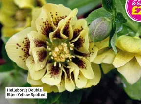  ?? ?? Helleborus Double Ellen Yellow Spotted