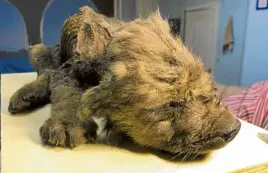  ?? —AP ?? OUT OF THE ICE Russian scientists on Monday presented to the public a unique prehistori­c canine, believed to be 18,000 years old and found in permafrost in the Russia’s Far East.