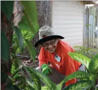  ??  ?? Master Naturalist Suzanne Harrison works at the Ozark Folk Center in Mountain View, maintainin­g the gardens in preparatio­n for the upcoming Herb Harvest Fall Festival on Oct. 6 and 7.