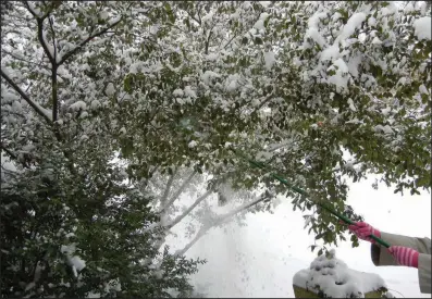  ?? (Special to the Democrat-Gazette/Janet B. Carson) ?? Gently remove snow from underneath trees and bushes to avoid damaging the branches.